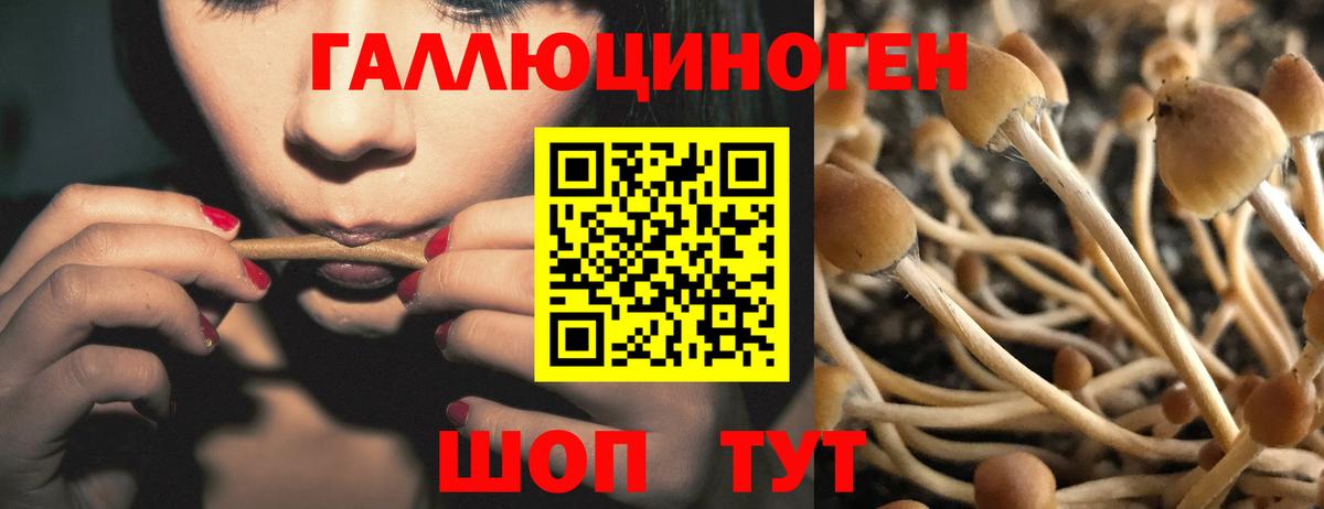 Галлюциногенные грибы Psilocybe Смоленск